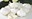 Garlic (LC)